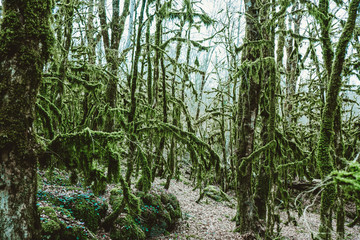 Obraz premium Mossy forest, mysterious boxwood on a sunny day