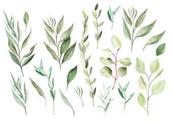 Watercolor eucalyptus set. Hand painted eucalyptus elements.