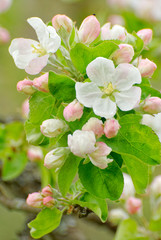 Close up of blooming apple tree branch with blooms with visible flower parts and flower buds on background of green leaves