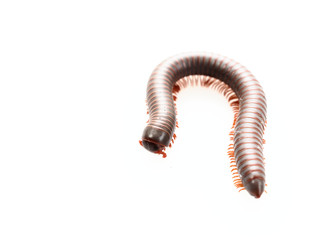 Millipedes, insect with long body and many legs look like centipedes, worm, or train