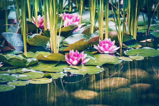 Beautiful pink coloured water lily flowers growing in a pond or lake. Slightly dark evening light.