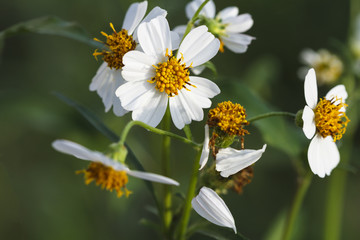 Obraz premium White grass flower wilted petals.