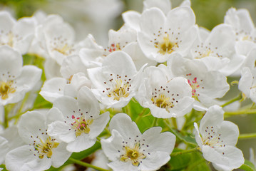 Close up of part of inflorescence of blooming fruit tree with white flowers and clearly visible flower parts of some of them
