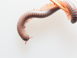 Millipedes, insect with long body and many legs look like centipedes, worm, or train