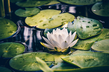 Beautiful white coloured water lily flower growing in a pond or lake. Slightly dark evening light.