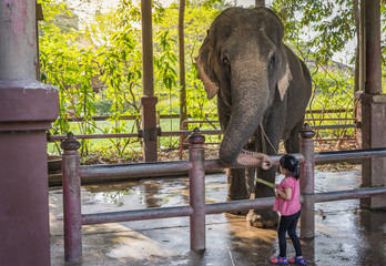 Fototapeta premium Child feeding food elephant