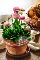 Pink coloured daisy flowers botanical Bellis perennis in a flower top decorated with bird nest an small two eggs © nruedisueli