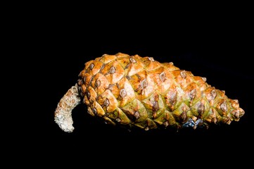 pine cone