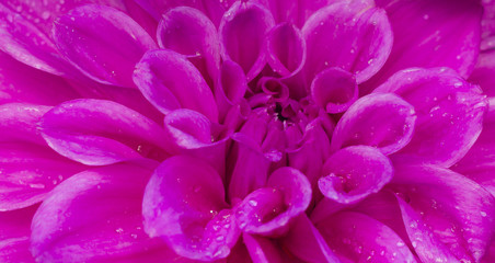 Pink dhalia flower.
