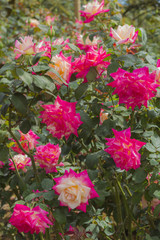 Pink rose in flower garden.