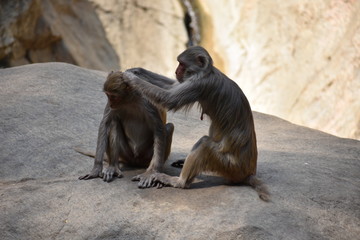 A monkey cleaning head of another monkey looking awesome picture.