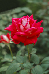 Obraz premium Red rose bud in flower garden.