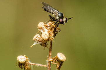 maravilhoso e misterioso mundo macro