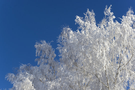 Snow crones of trees 2