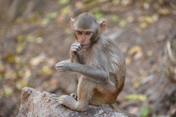 Awesome snap of small kid monkey that sitting on a stone & keep busy himself by doing small activity like eating some food, see around him.