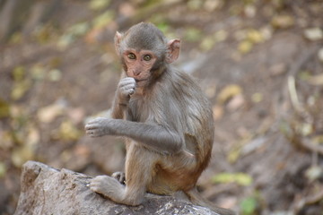 Awesome snap of small kid monkey that sitting on a stone & keep busy himself by doing small activity like eating some food, see around him.