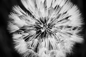 Flower dandelion on the black background, macro, closeup, B&W