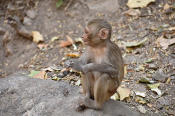 Awesome snap of small kid monkey that sitting on a stone & keep busy himself by doing small activity like eating some food, see around him.