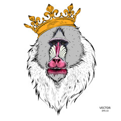 Drawn monkey. Mandrill in a crown. Vector illustration of Ape
