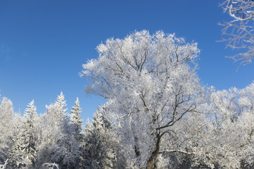 Snow crones of trees 4