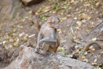Awesome snap of small kid monkey that sitting on a stone & keep busy himself by doing small activity like eating some food, see around him.