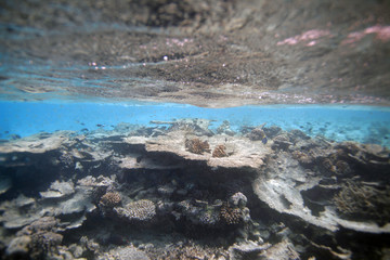 Maldives underwater beautiful landscape with surface water line, with colorful coral reef on a sandy bottom, and bright blue water with visible horizon line in natural sunlight