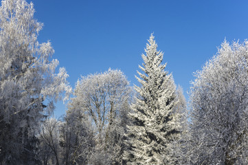 Snow crones of trees 5