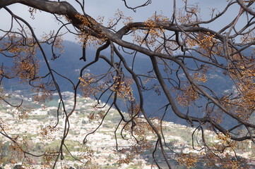 Madeira Funchal Zentrum