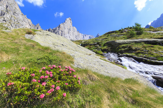 Blossoming rhododendrons in Torrone Valley, Valmasino, Valtellina, Lombardy