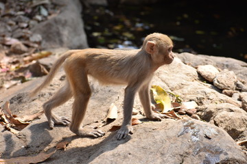 Fototapeta premium A monkey walking on stone with very carefully.