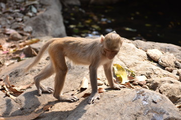 A monkey walking on stone with very carefully.
