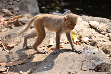 A monkey walking on stone with very carefully.