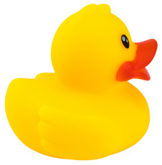 Yellow rubber duck isolated on white background