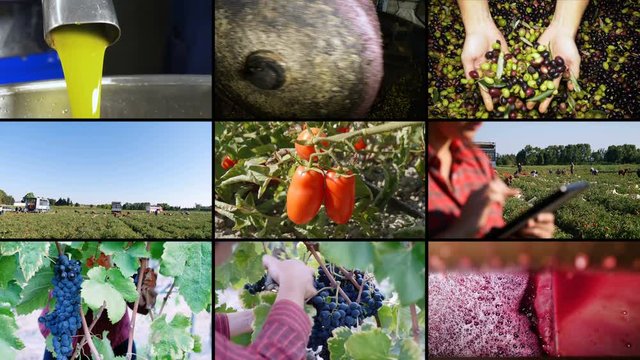Multiscreen on production of olive oil, wine and harvesting Tomatoes