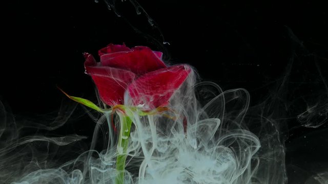 Amazingly wonderful atmospheric shot of a beautiful rose mixing with ink in water