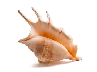 Beautiful sea shell isolated on white background