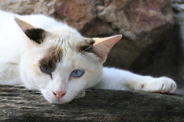 Close up beautiful eyes of white cat lying on the ground