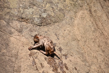 Awesome snap of  monkey cling on straight stone after bathing on water pool.