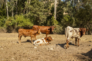 Cows resting in the meadow. Nature life. Animals