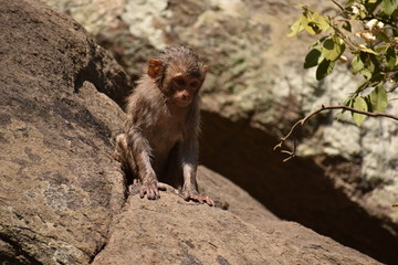 Awesome looking of a monkey playing near a water pool. He cling on big straight  stone after bath & enjoying there.