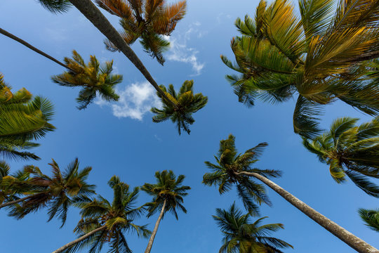 Looking up at tall palms on the small beach at Marigot Bay, St. Lucia, Windward Islands Caribbean