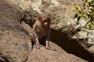 Awesome looking of a monkey playing near a water pool. He cling on big straight  stone after bath & enjoying there.