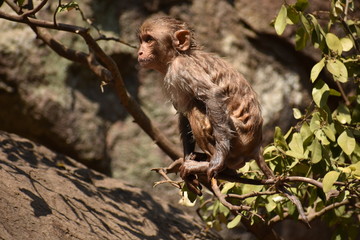 Awesome looking of a monkey playing near a water pool. He cling on big straight  stone after bath & enjoying there.