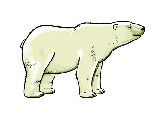 Polar bear vector drawing illustration.