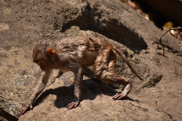 Awesome looking of a monkey playing near a water pool. He cling on big straight  stone after bath & enjoying there.
