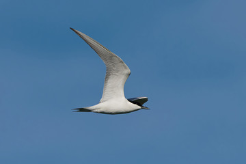 Gull-billed tern (Gelochelidon nilotica)
