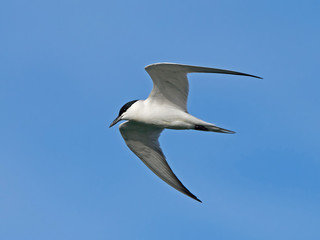 Gull-billed tern (Gelochelidon nilotica)