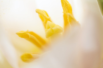Fototapeta na wymiar macro of a Tulip