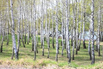 Fototapeta premium Beautiful white birch trees in spring in forest in good weather