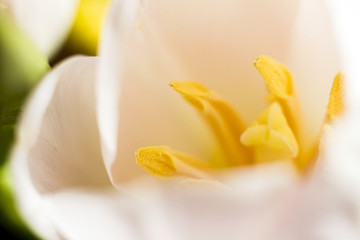 macro of a Tulip